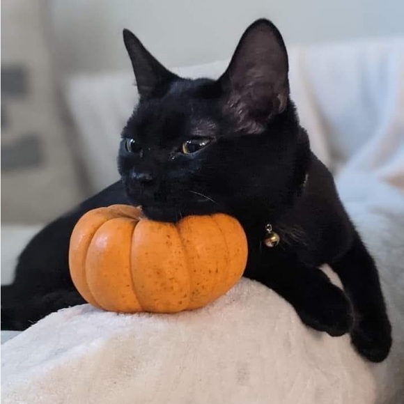 Meet your Posher, Robin - Picture 2 of 7